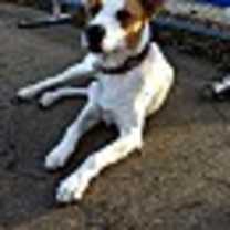 Thumbnail photo of Casper #3