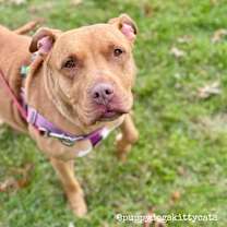 Thumbnail photo of Maple #3