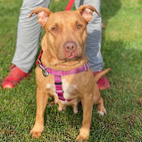 Thumbnail photo of Maple #4