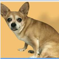 Thumbnail photo of Daisy #2