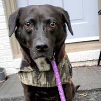 Thumbnail photo of Rosemary #1