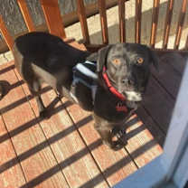 Thumbnail photo of Rosemary #2