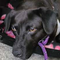Thumbnail photo of Rosemary #3