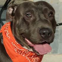 Thumbnail photo of BLUE - What a mellow boy! #3