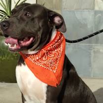 Thumbnail photo of BLUE - What a mellow boy! #4