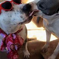 Thumbnail photo of MAC & BABE (bonded pair) #3