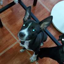 Thumbnail photo of Violet #1