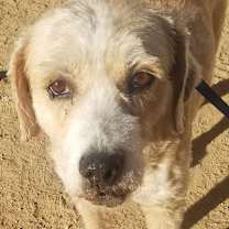 Thumbnail photo of Benito ADOPTED!! #1