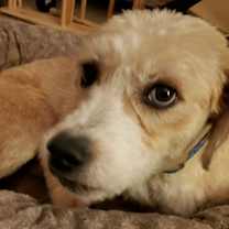 Thumbnail photo of Benito ADOPTED!! #2