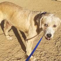 Thumbnail photo of Benito ADOPTED!! #3