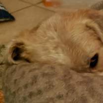 Thumbnail photo of Benito ADOPTED!! #4