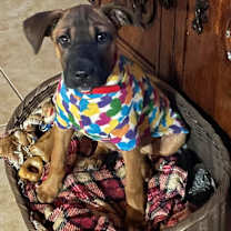 Thumbnail photo of Otto #1