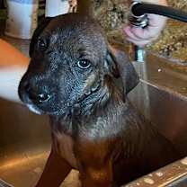 Thumbnail photo of Otto #3