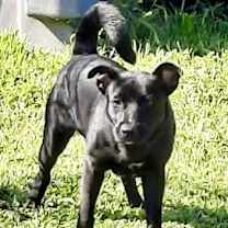 Thumbnail photo of Champ #1