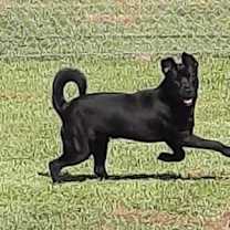 Thumbnail photo of Champ #2