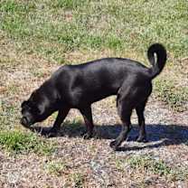Thumbnail photo of Champ #3