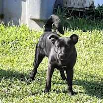 Thumbnail photo of Champ #4