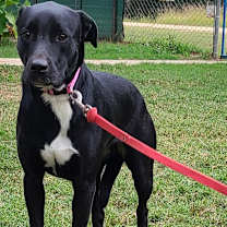 Thumbnail photo of Malibu #4