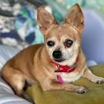 Thumbnail photo of Daisy #1