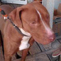 Thumbnail photo of Marley #1