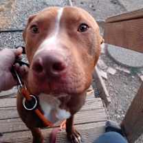 Thumbnail photo of Marley #2