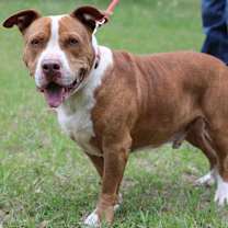 Thumbnail photo of Ralphie #1