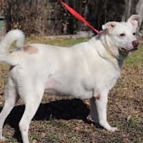 Thumbnail photo of Shelby #4