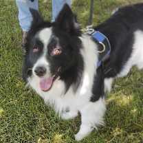 Thumbnail photo of Bruno #1