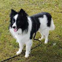 Thumbnail photo of Bruno #2