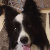 Thumbnail photo of Bruno #3