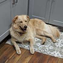 Thumbnail photo of Millie #4