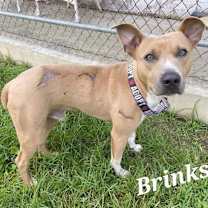 Thumbnail photo of BRINKS #1