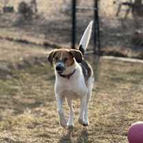 Thumbnail photo of Duke #1