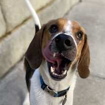 Thumbnail photo of Duke #2