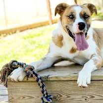 Thumbnail photo of Sargent #2