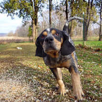 Thumbnail photo of King #1