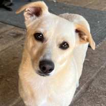 Thumbnail photo of Ollie #1