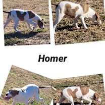 Thumbnail photo of Homer #2