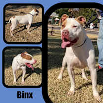adopt-pet