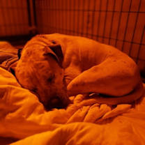 Thumbnail photo of Rodeo #4