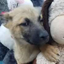 Thumbnail photo of Bello " adopted" #1
