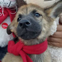 Thumbnail photo of Bello " adopted" #2