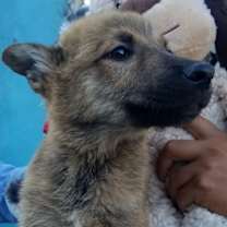 Thumbnail photo of Bello " adopted" #3