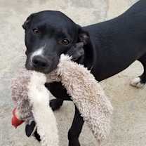 Thumbnail photo of Leo #3