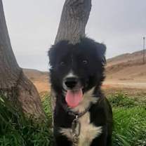 Thumbnail photo of Paco #1