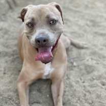 Thumbnail photo of Kaipo #1