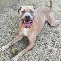 Thumbnail photo of Kaipo #2