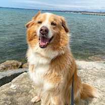 adopt-pet
