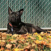 Thumbnail photo of Bruno aka Mr. WooWoo #4