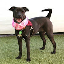 Thumbnail photo of Haddie #2